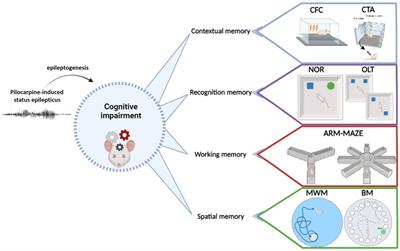 Cognitive comorbidities in the rat pilocarpine model of epilepsy